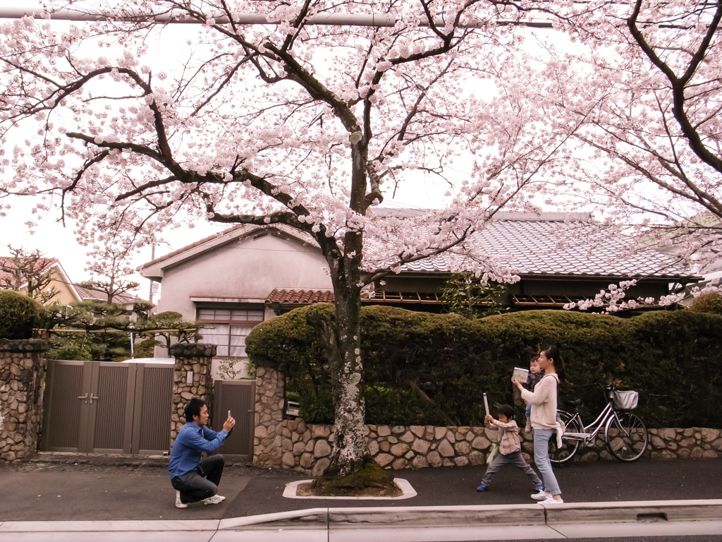 幸せの桜