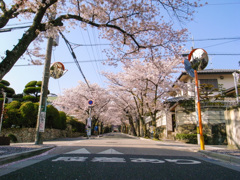 桜の道