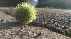 小さな秋の落し物