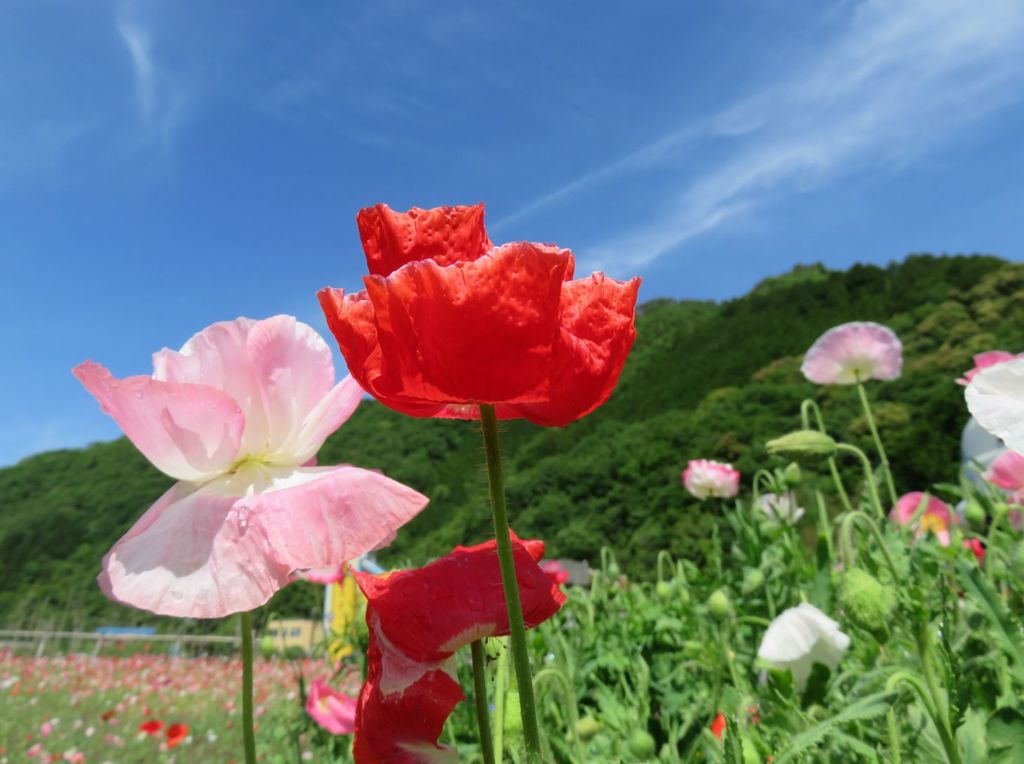 夏色