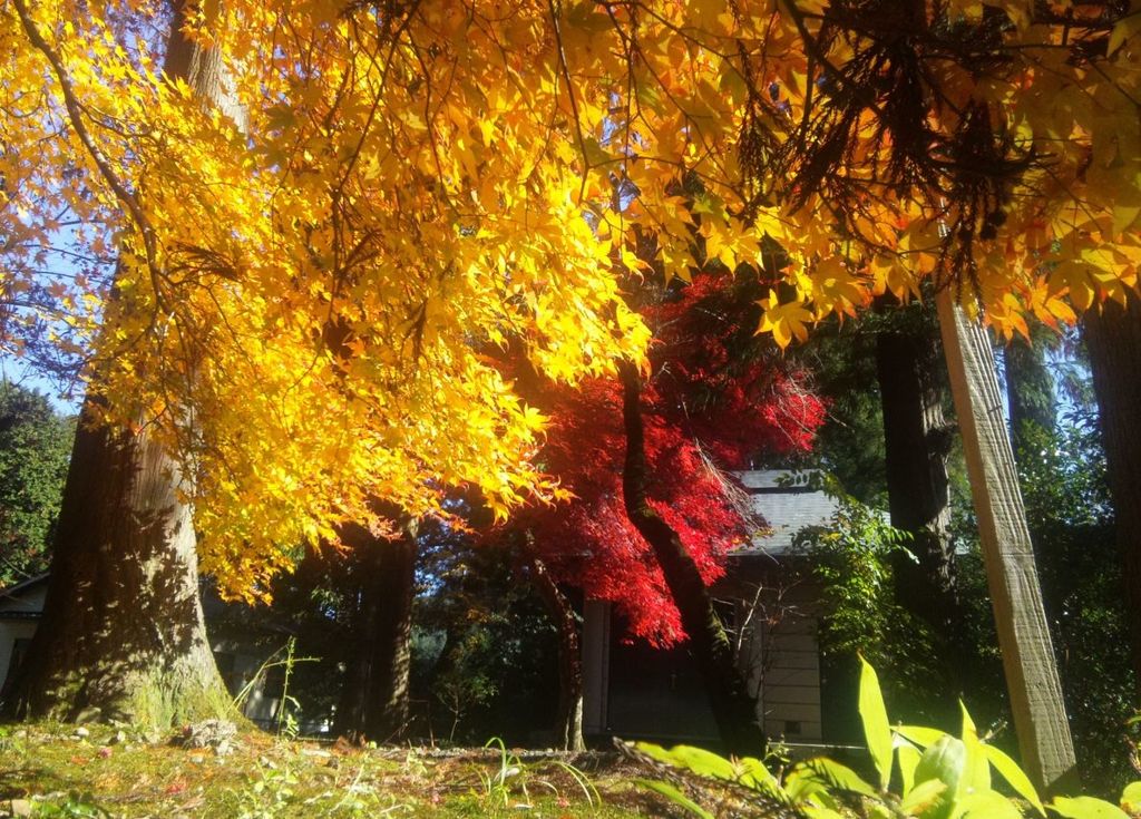 黄金に輝く紅葉