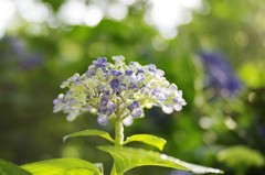 紫陽花のつぼみ