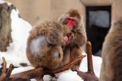 して、して～毛づくろい