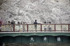 桜・男・大井橋