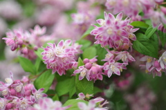 pinkflower