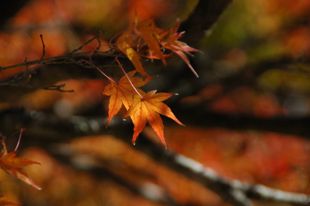 紅葉