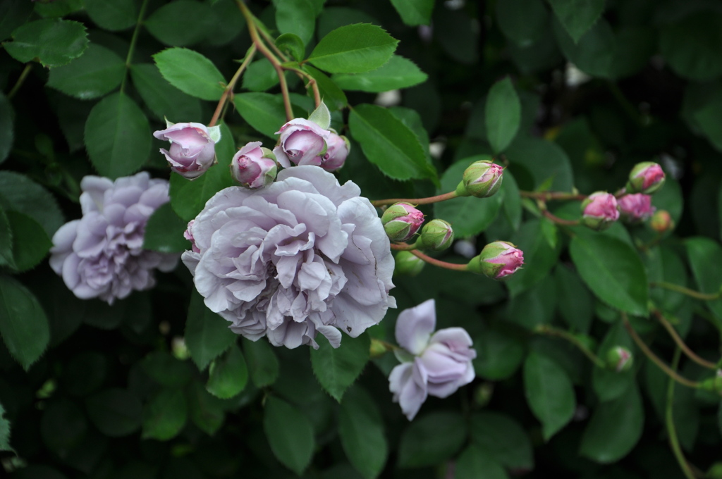 薔薇園