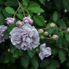 薔薇園