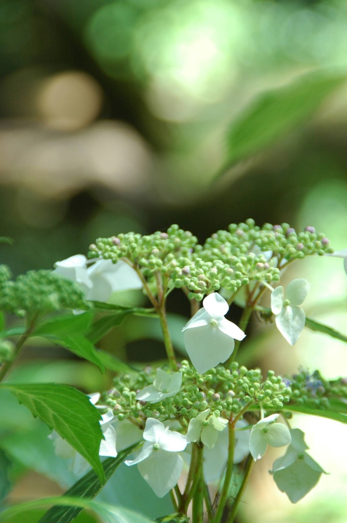 額紫陽花