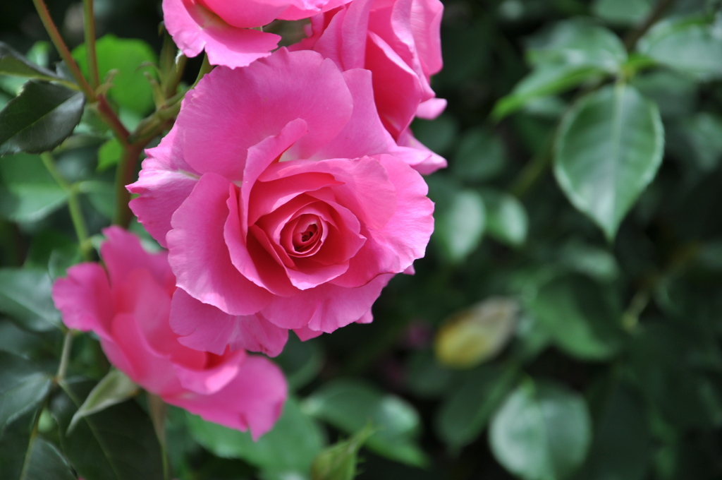 pink flower