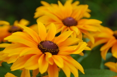 flowerPower