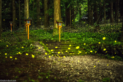 二岡神社×ヒメボタル