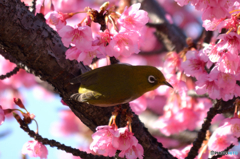 河津桜とメジロ