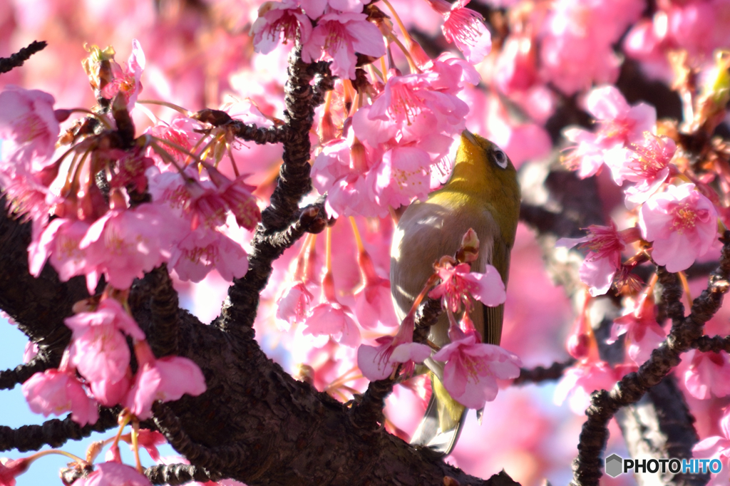 河津桜とメジロ