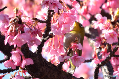 河津桜とメジロ