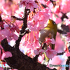 河津桜とメジロ
