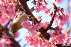 河津桜とメジロ