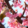 河津桜とメジロ