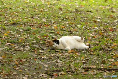 浜離宮のネコちゃん
