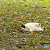浜離宮のネコちゃん