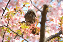 ヒヨドリと河津桜