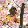 ヒヨドリと河津桜