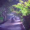靄の公園