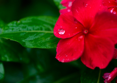 雨と花