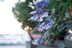 夕暮れと紫陽花