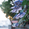 夕暮れと紫陽花