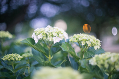 夜の紫陽花