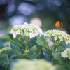 夜の紫陽花