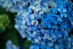 雨と紫陽花