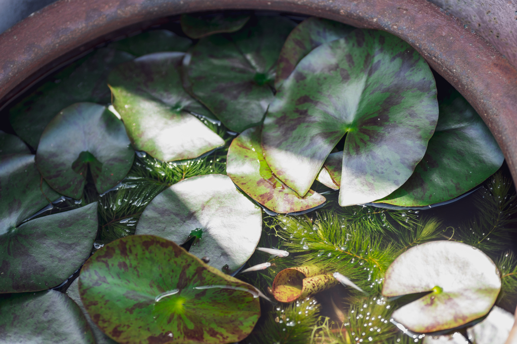 めだかと水草