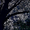 桜降る夜