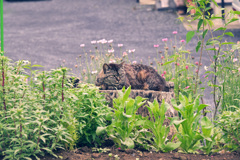 切り株と猫