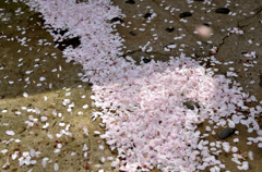 散ってもなお楽しませる桜