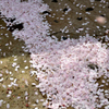 散ってもなお楽しませる桜