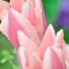 春は桜だけじゃない