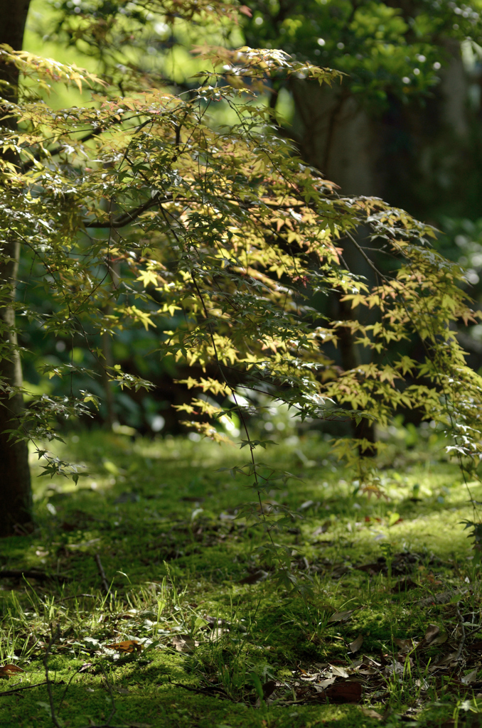 春の紅葉狩り