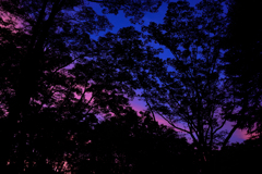 紫の夕焼け