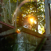 神社の猫