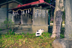 猫と神社