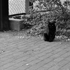 黒猫