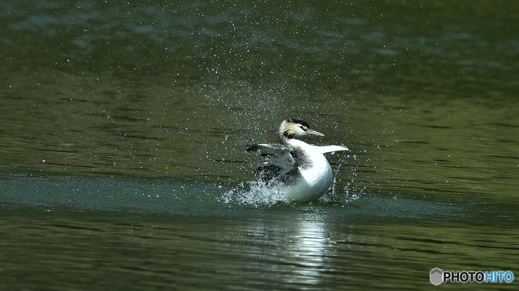 カンムリカイツブリ　行水