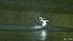 カンムリカイツブリ　行水