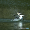 カンムリカイツブリ　行水