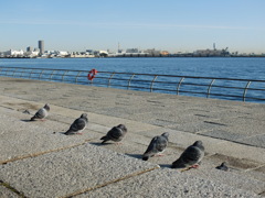 等間隔な鳩