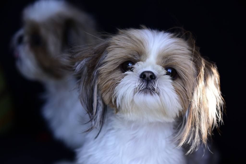 犬。本当はダブル。