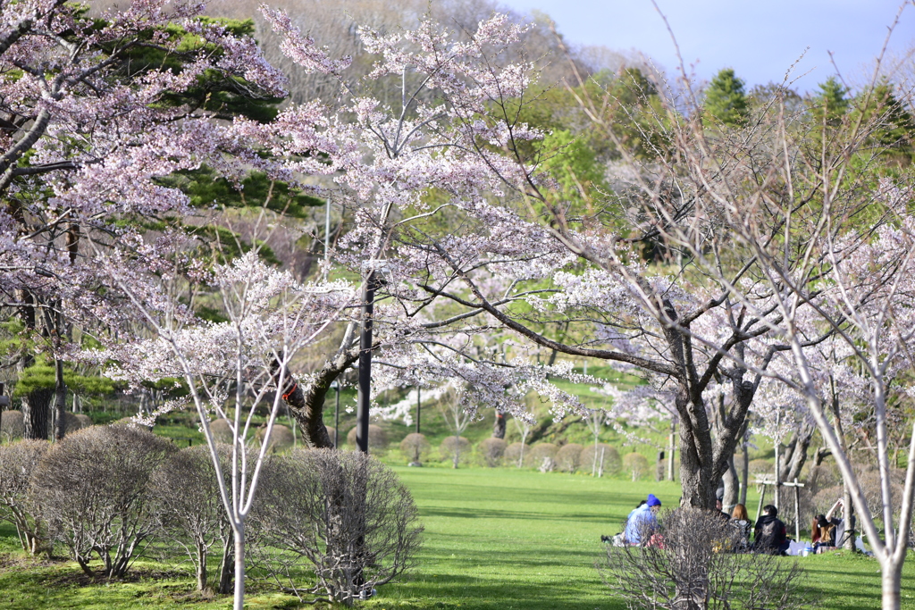 桜と笑い声。